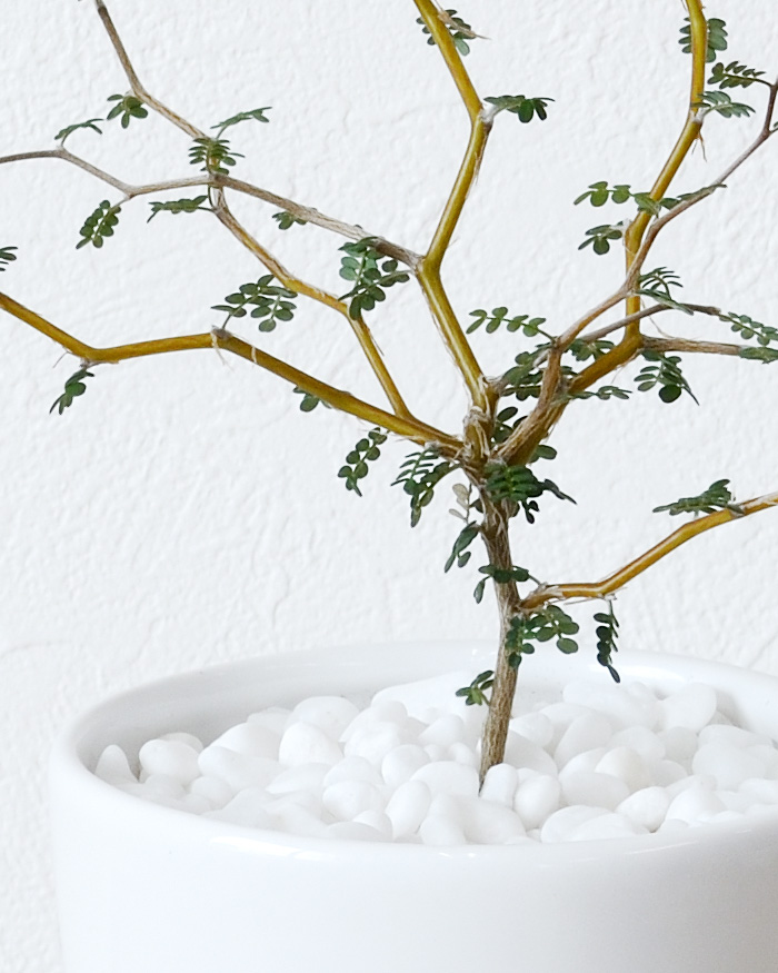 ソフォラ・ミクロフィラ