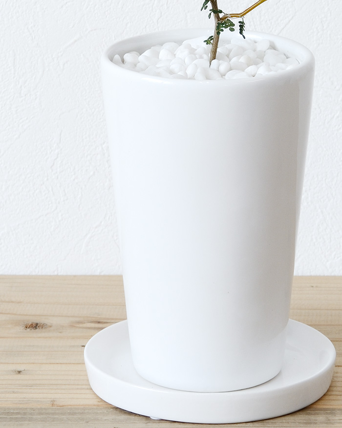 ソフォラ・ミクロフィラ