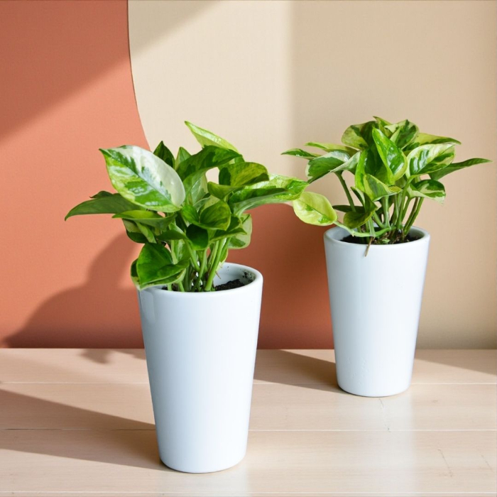 ポトス・エメラルド