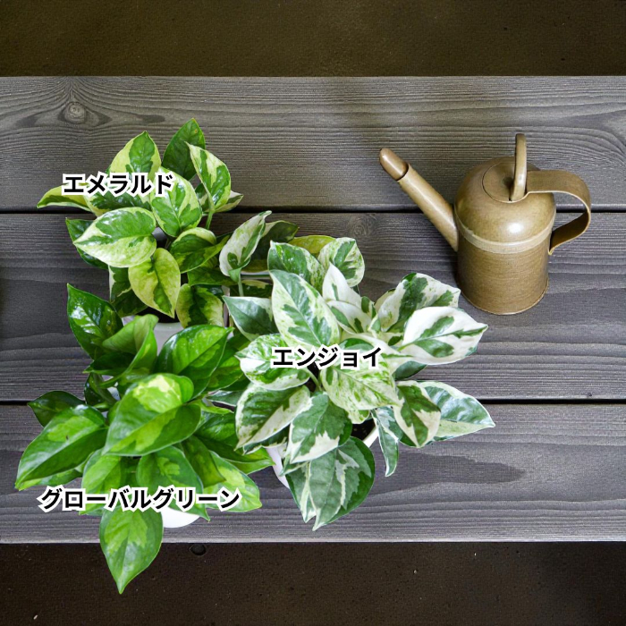 ポトス・エメラルド