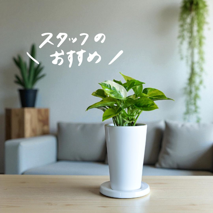 ポトス・エメラルド