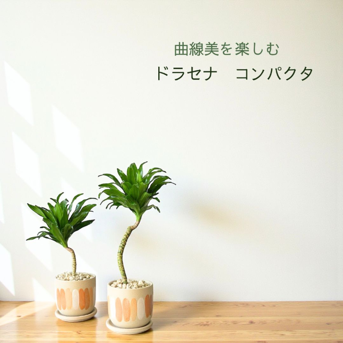 ドラセナ