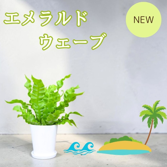 エメラルドウェーブ NEW