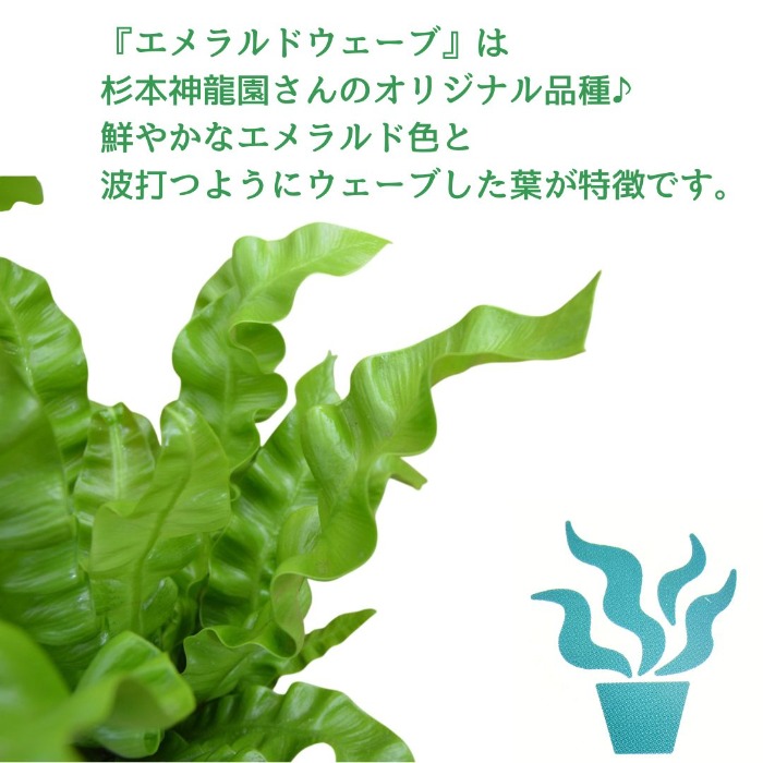 杉本神龍園さんのオリジナル品種