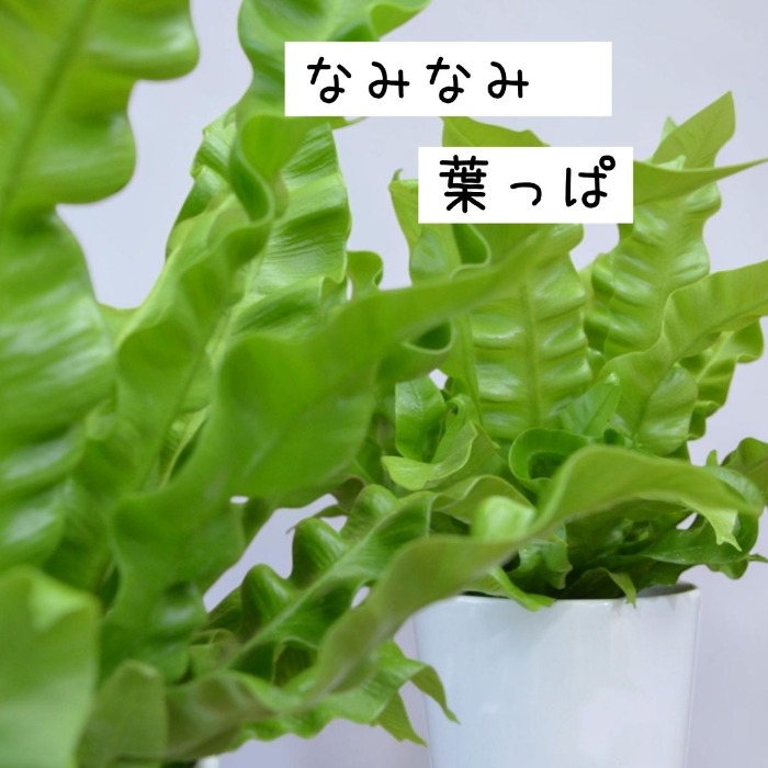 なみなみ葉っぱ クローズアップ
