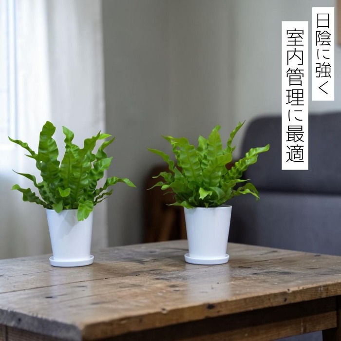 日陰に強く室内管理に最適