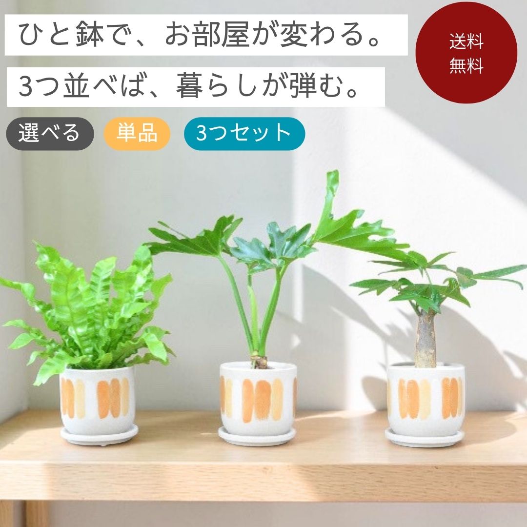 北欧モダンミニ観葉植物 3種セット