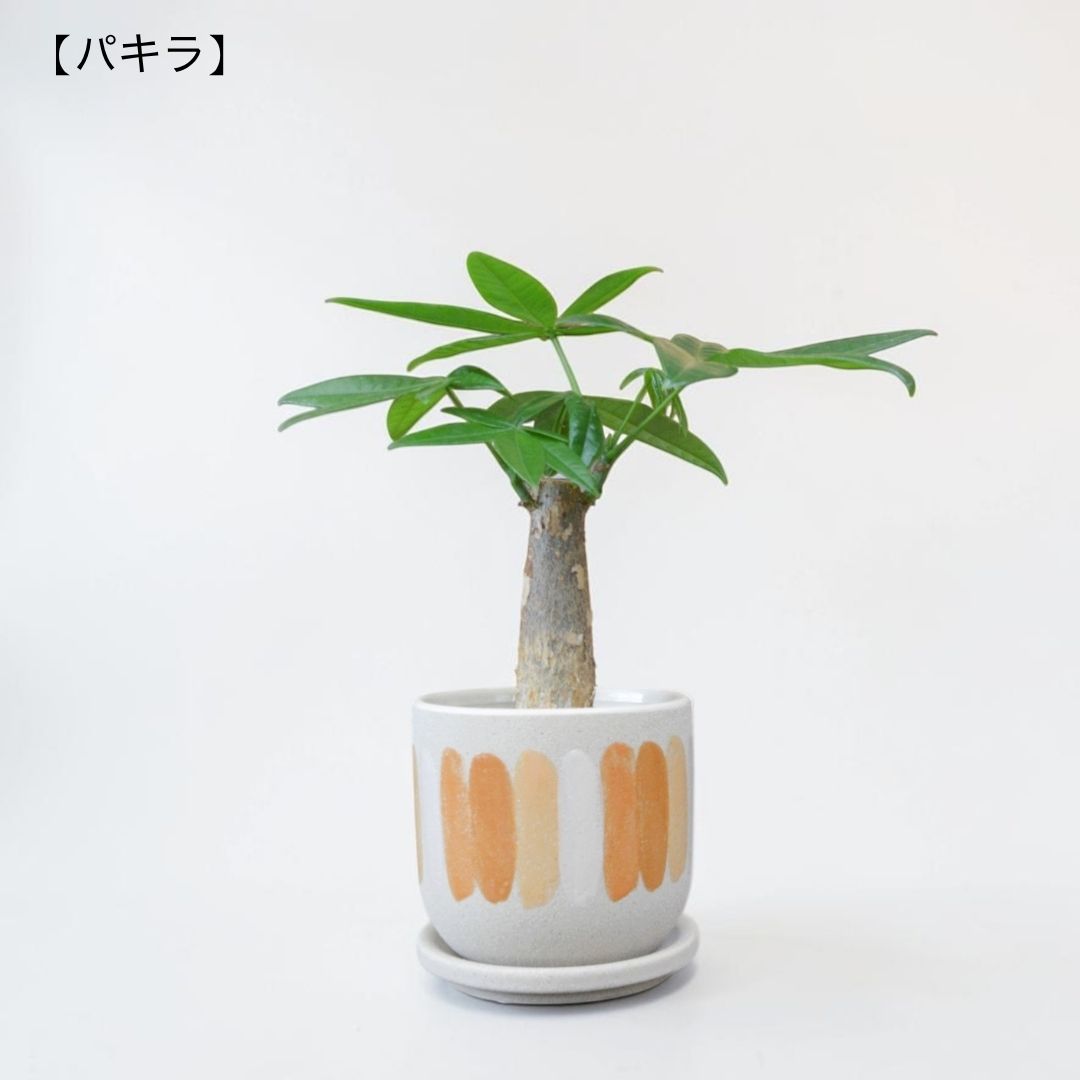 パキラ 全体