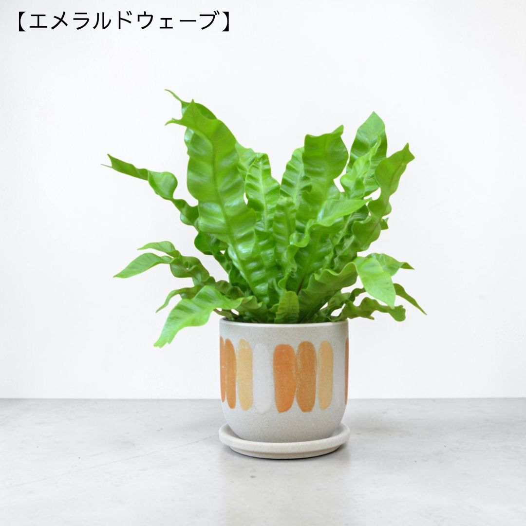 エメラルドウェーブ 全体