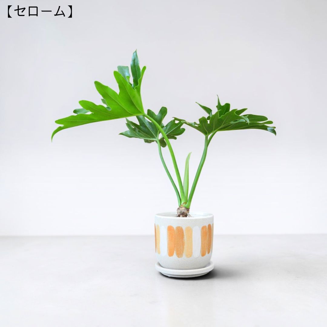 セローム 全体