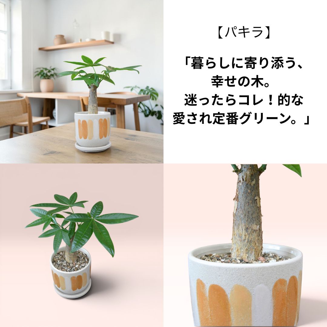 パキラ 葉のアップ