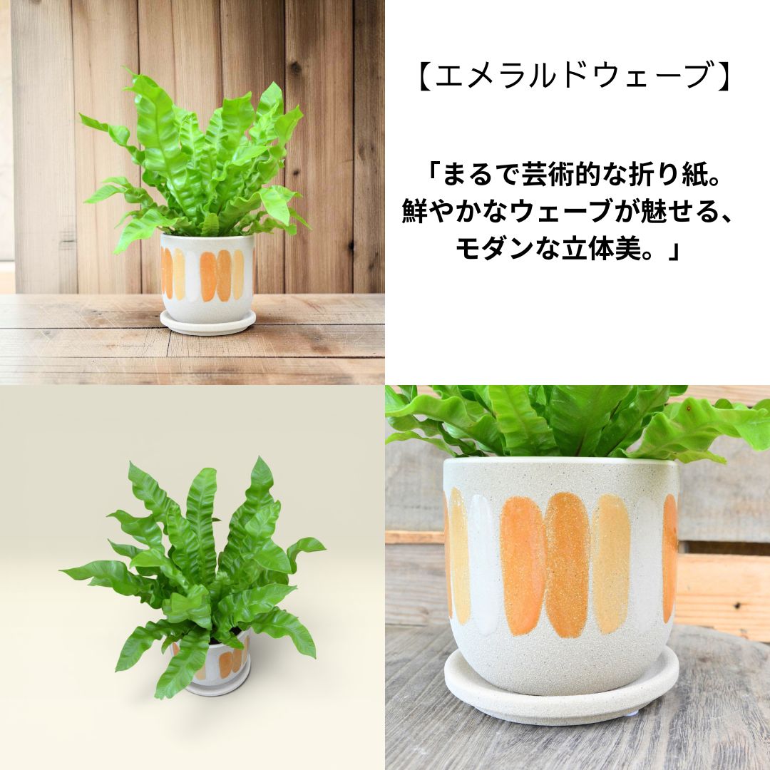 エメラルドウェーブ 葉のアップ
