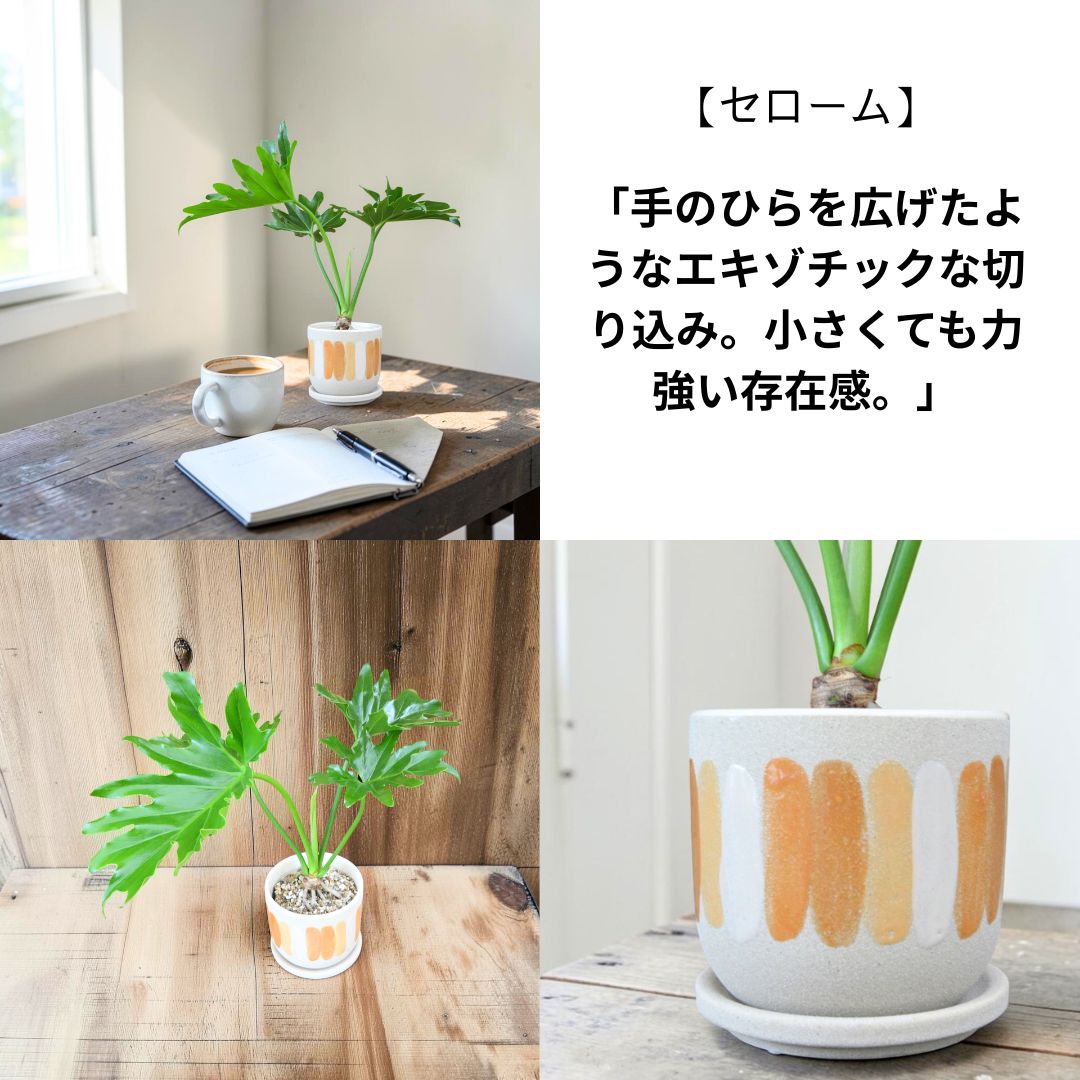 セローム 葉のアップ