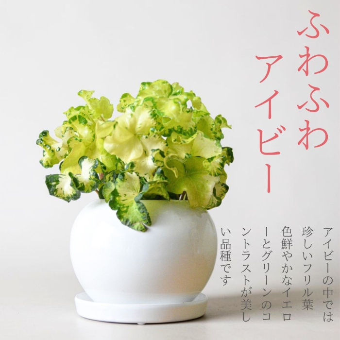 アイビー（ヘデラ）・ムーンライト お洒落な陶器製ボウルポット入り