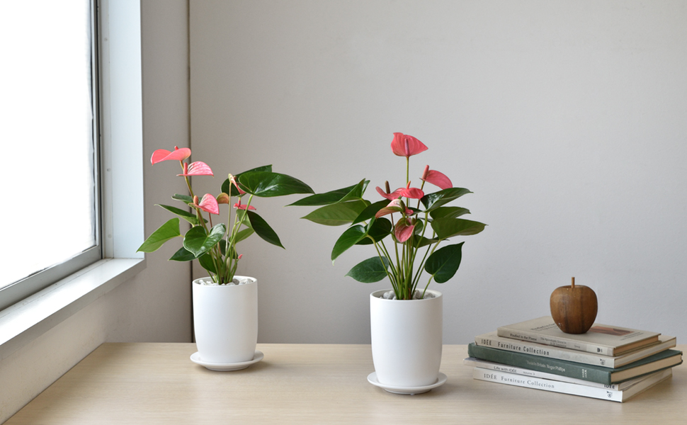 アンスリウム ロイヤルピンクチャンピオン