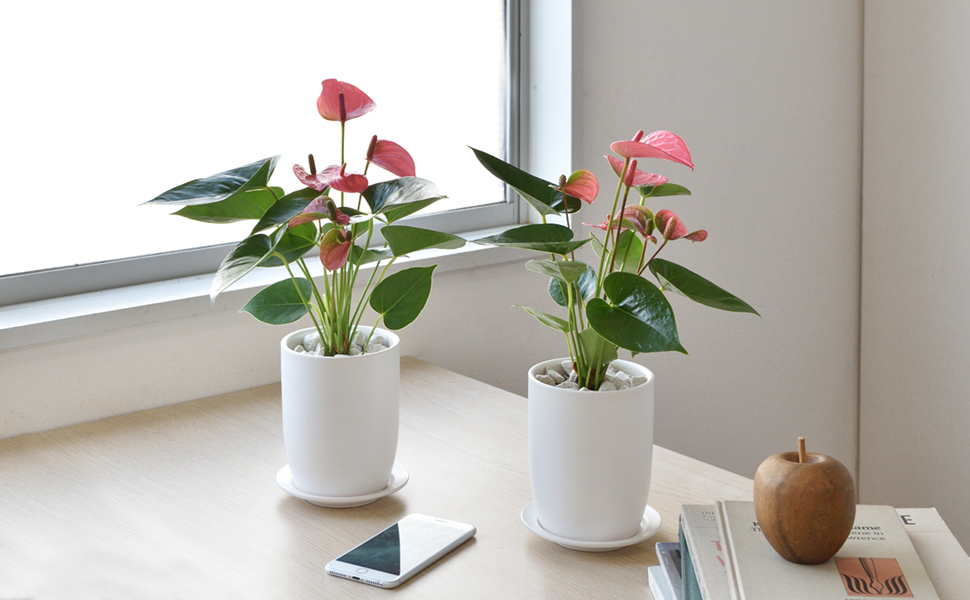 アンスリウム ロイヤルピンクチャンピオン