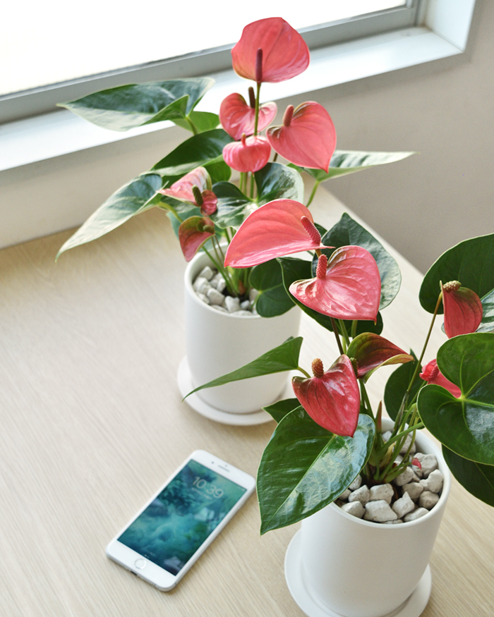 アンスリウム ロイヤルピンクチャンピオン