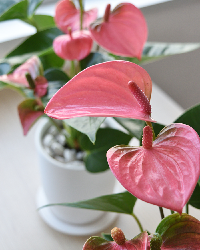 アンスリウム ロイヤルピンクチャンピオン