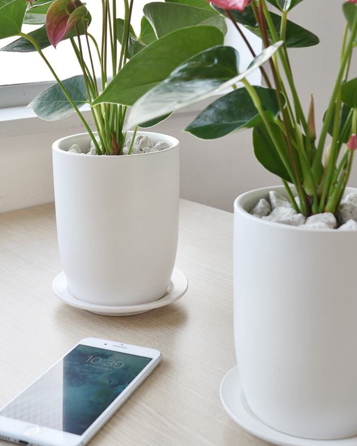 アンスリウム ロイヤルピンクチャンピオン