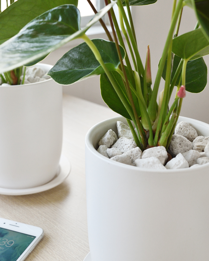 アンスリウム ロイヤルピンクチャンピオン