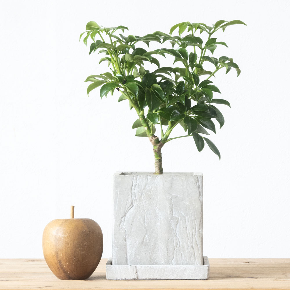 シェフレラ・コンパクタ