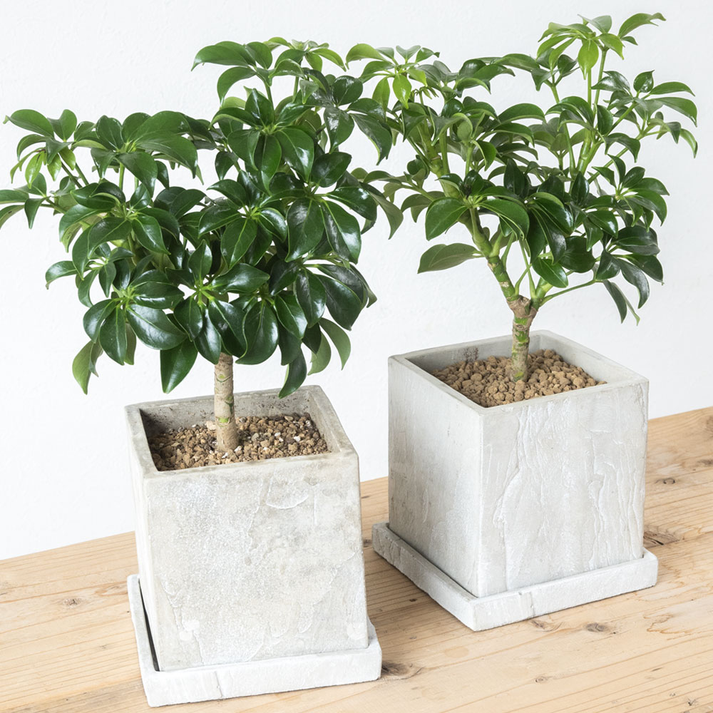 シェフレラ・コンパクタ