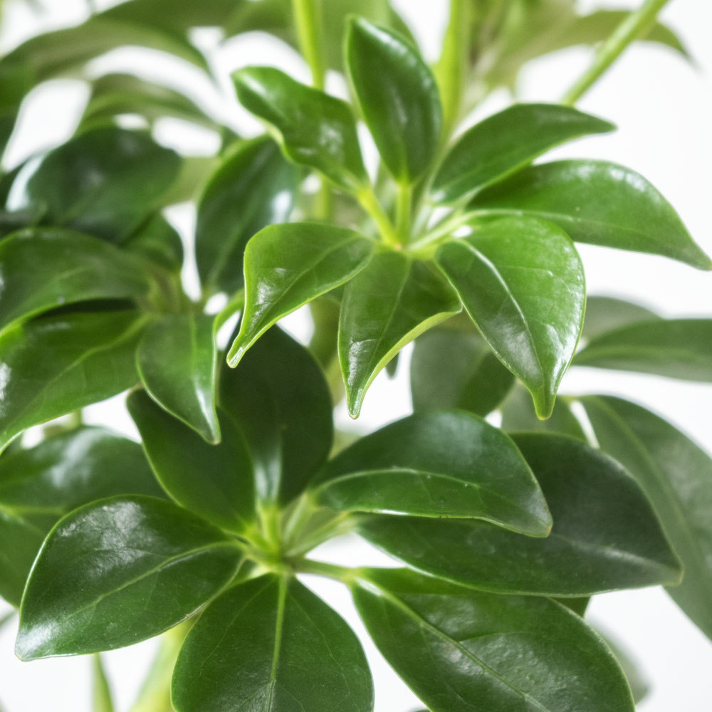 シェフレラ・コンパクタ