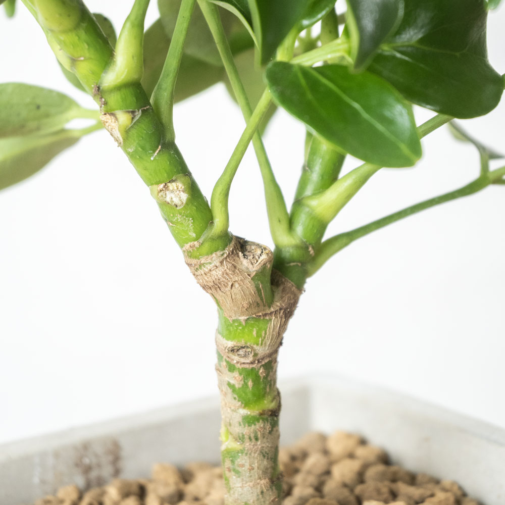 シェフレラ・コンパクタ