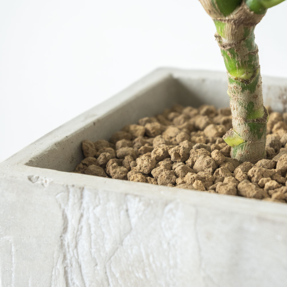 シェフレラ・コンパクタ