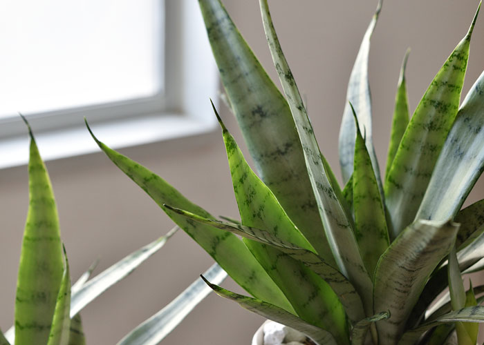 サンセベリア・シルバープリンセス