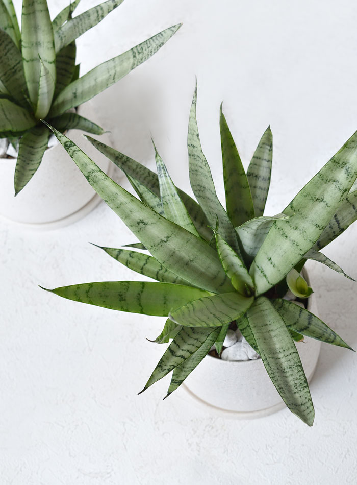 サンセベリア・シルバープリンセス