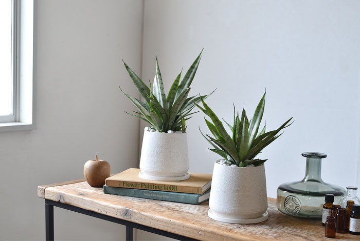 サンセベリア・シルバープリンセス