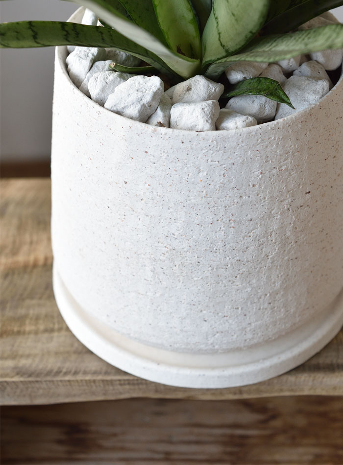 サンセベリア・シルバープリンセス