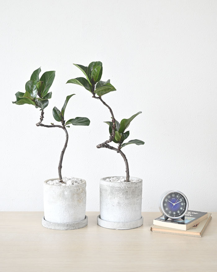 カシワバゴム・バンビーノ