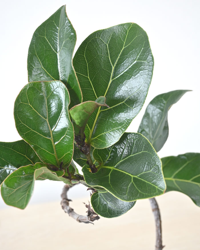 カシワバゴム・バンビーノ