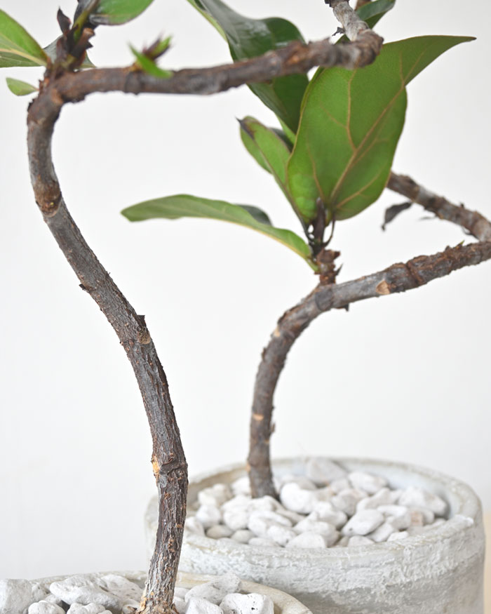 カシワバゴム・バンビーノ