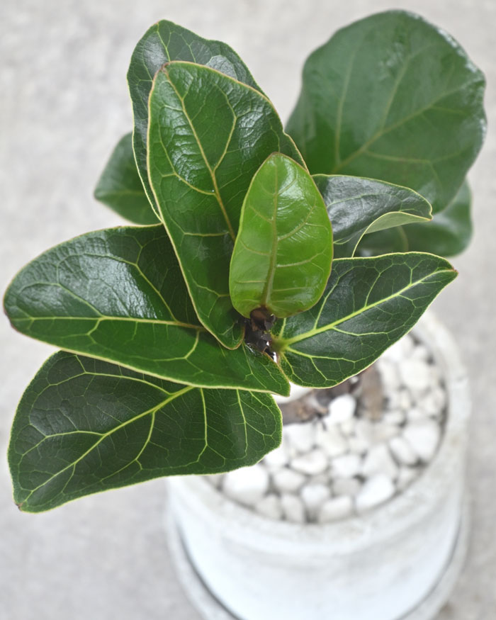 カシワバゴム・バンビーノ