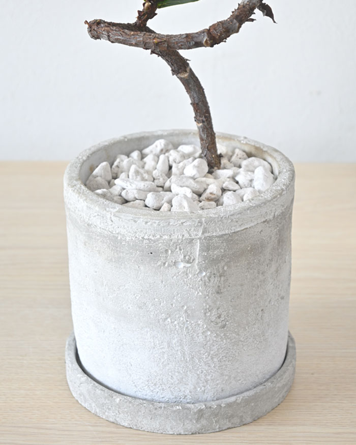 カシワバゴム・バンビーノ