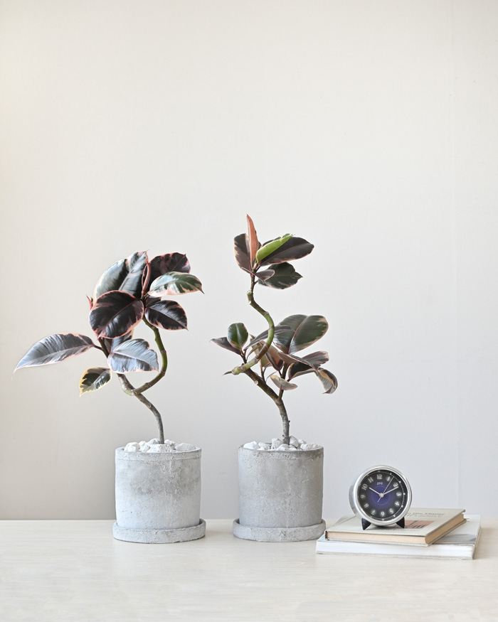 フィカス・ルビー