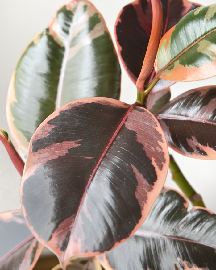 フィカス・ルビー