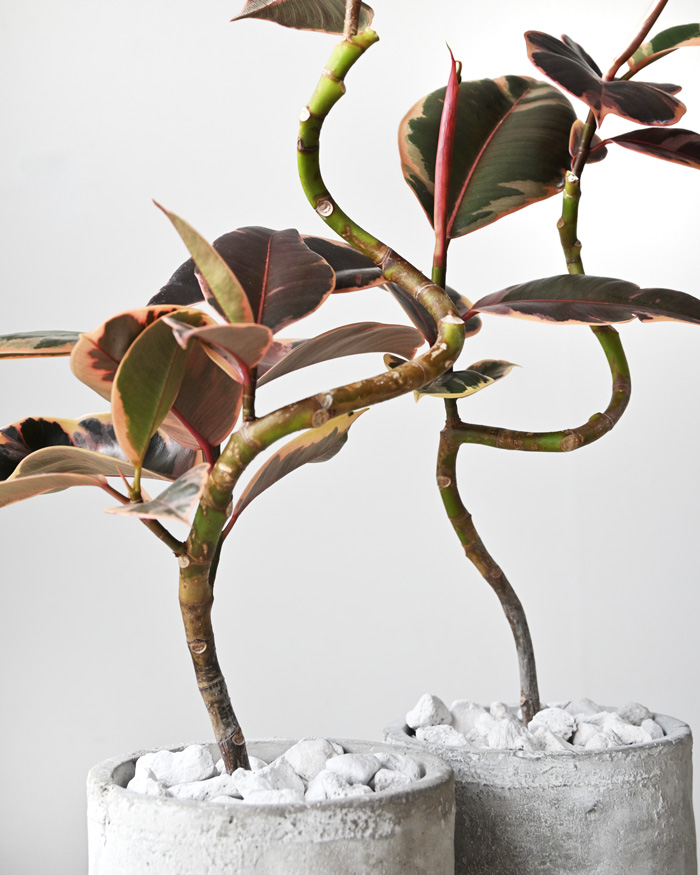 フィカス・ルビー