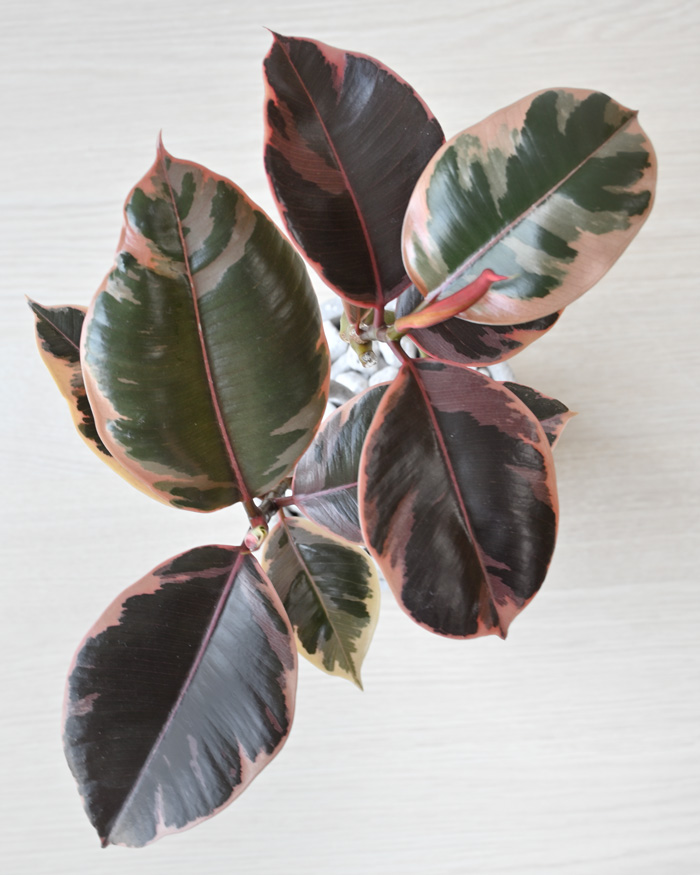 フィカス・ルビー