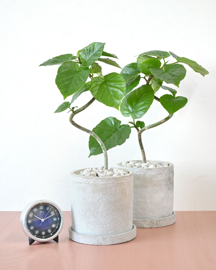 フィカス・ウンベラータ