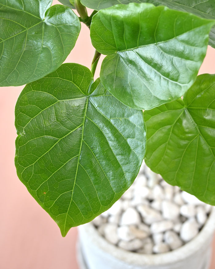 フィカス・ウンベラータ