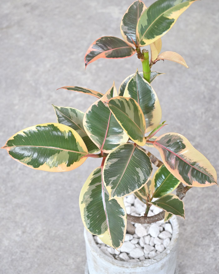 フィカス・エラスティカ・ティネケ