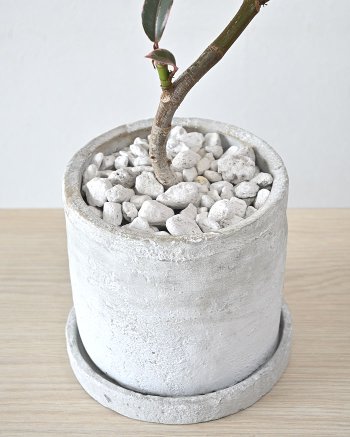 フィカス・エラスティカ・ティネケ