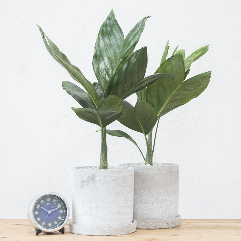 テネラヤシ（チャメドレア・メタリカ）