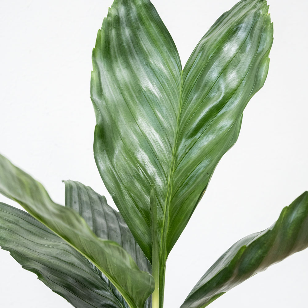 テネラヤシ（チャメドレア・メタリカ）