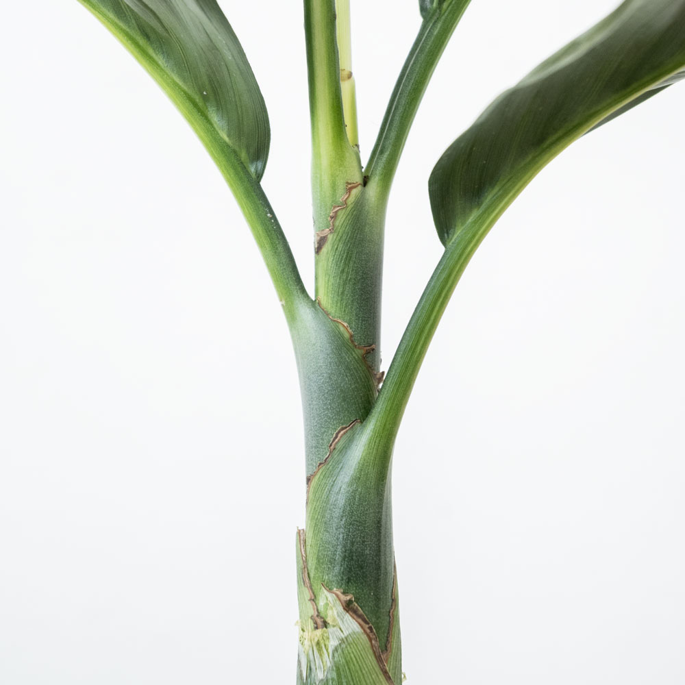 テネラヤシ（チャメドレア・メタリカ）