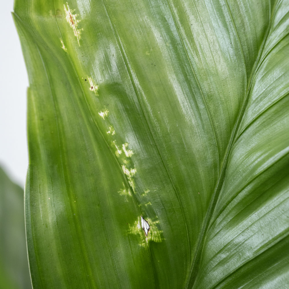 テネラヤシ（チャメドレア・メタリカ）